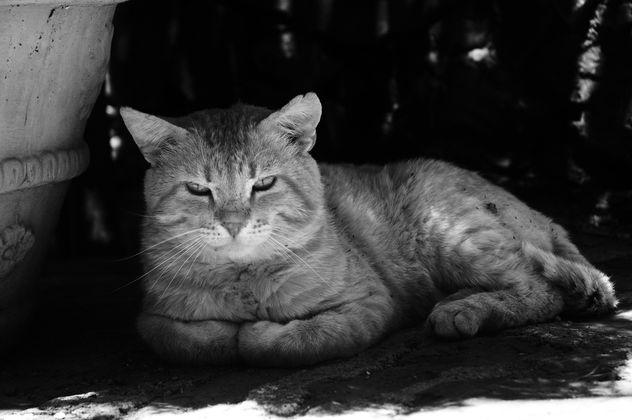 gato