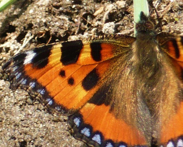 mariposa Otros Papel Animales