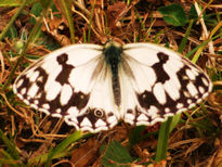 Mariposa 1