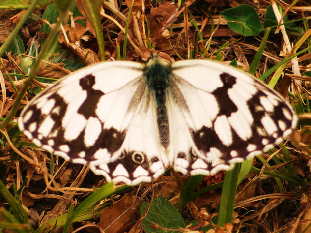 mariposa 1 Naturaleza Color (Digital)