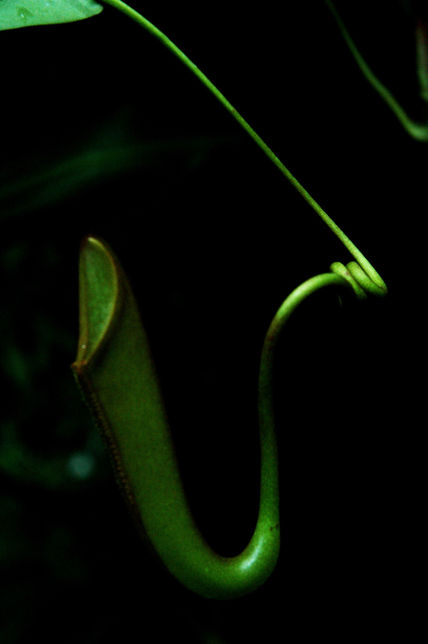 Trompeta