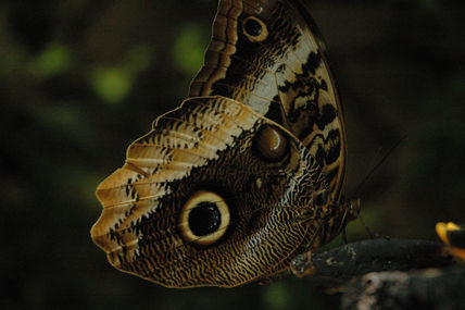 Mariposa
