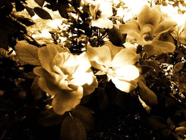 mi querida flor