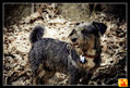 perritos_9