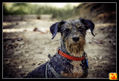 perritos_10