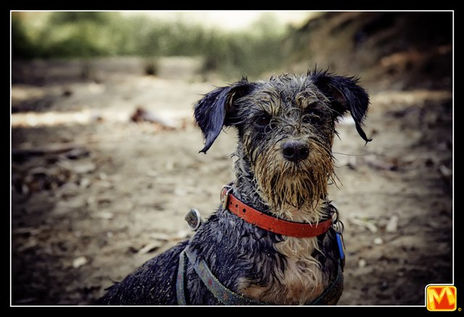 Perritos_10