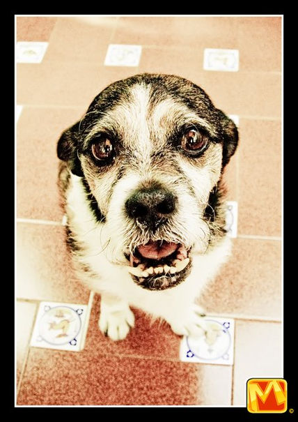 Perritos_11