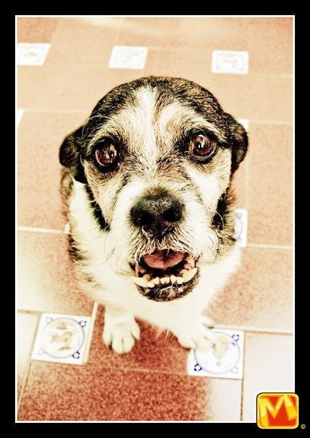 perritos_11