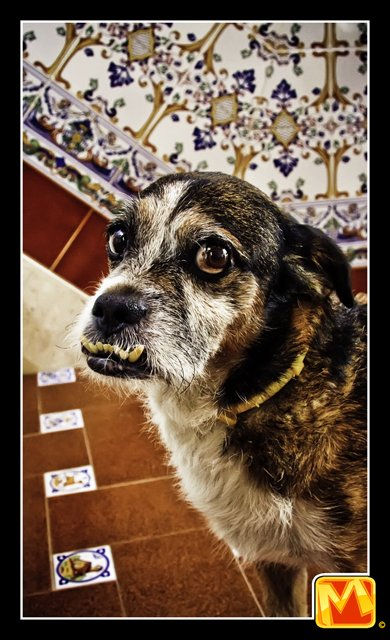 perritos_12