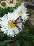mariposa