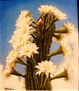 flor de cardon