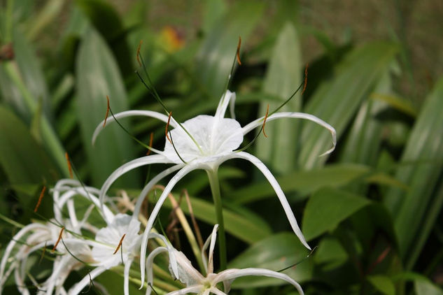 flor blanca de Malaysia 