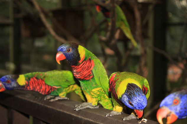 Loros de colores de Malaysia 