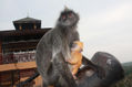 Malaysia monos