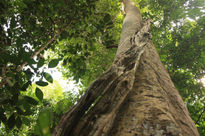 Malaysia árbol