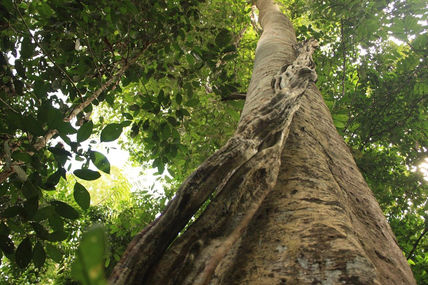 Malaysia árbol
