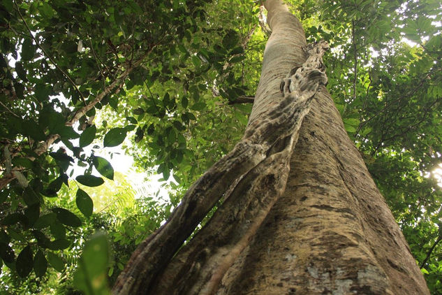 Malaysia árbol 