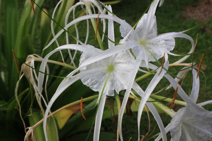 flor en Malaysia