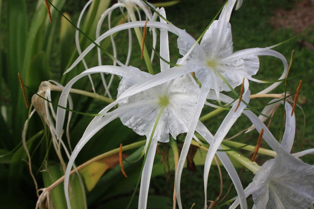 flor en Malaysia 