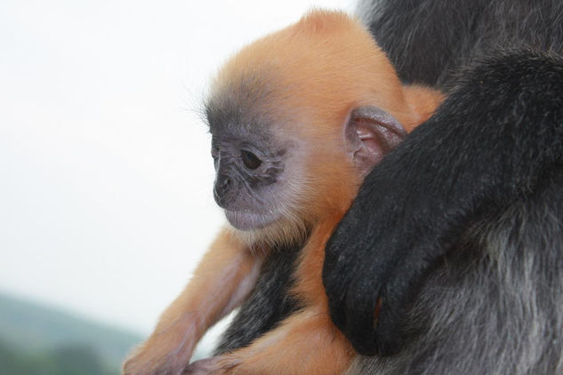 Malaysia mono pequeño 