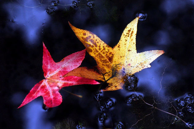 Hojas de otoño 