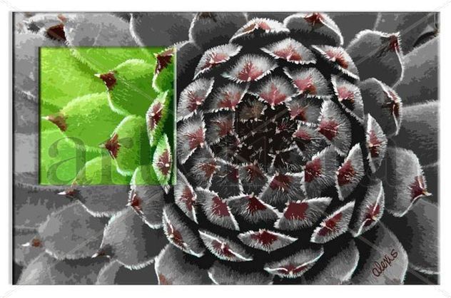 CACTUS COMO FLOR