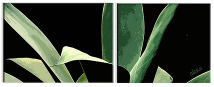 Conociendo el maguey