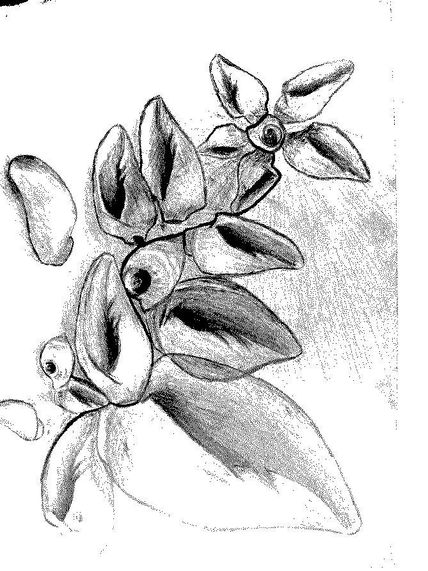 Caracol