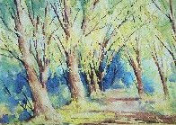Sendero de Eucaliptus