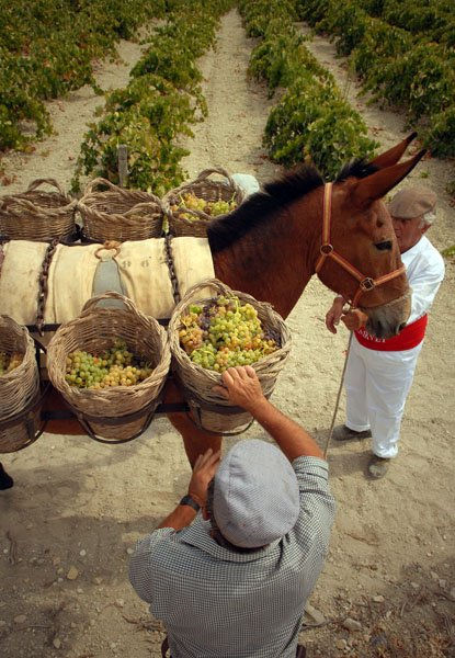 vendimia tradicional en jerez