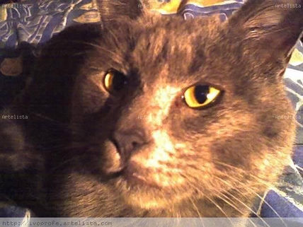 Gato limón