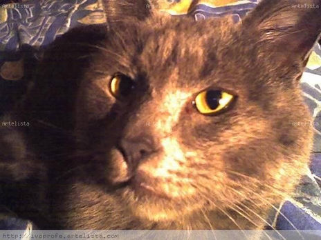 Gato limón