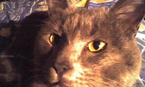 GATOS