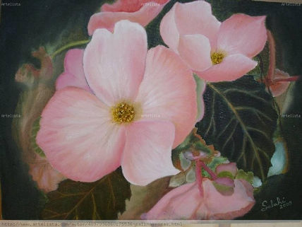 Begonias