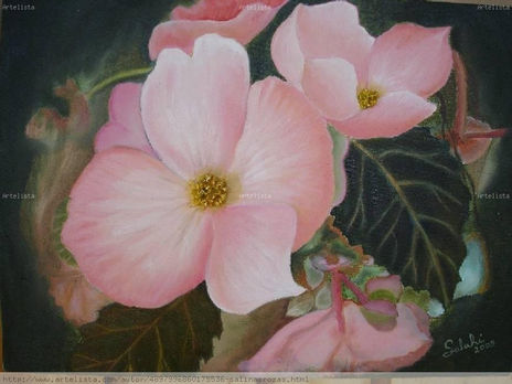 Begonias