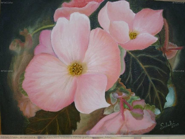 Begonias