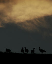 Al atardecer