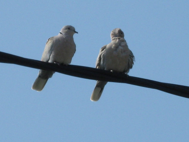 Pajaritos enamorados 