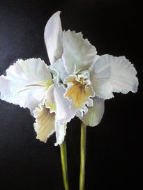 Orquidea