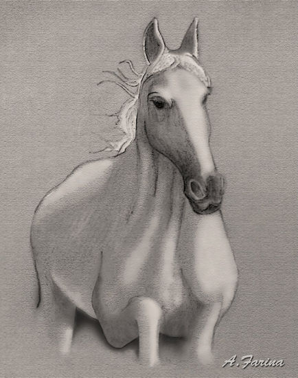 Estudio de caballo Pencil