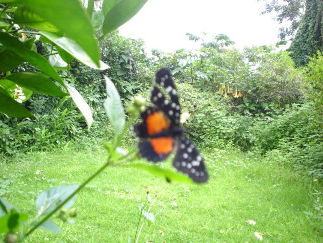 Mariposa de mi pueblo 