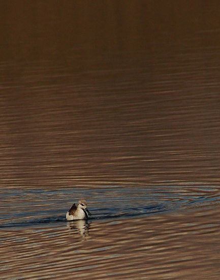 Nadando un poco Nature Color (Digital)