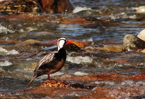 Pato del Torrente