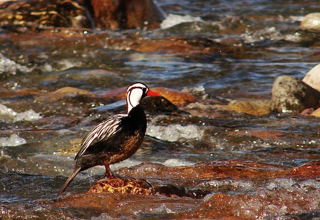 Pato del Torrente Nature Color (Digital)