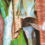 Bananeira - Musa Paradisíaca thumbnail 1
