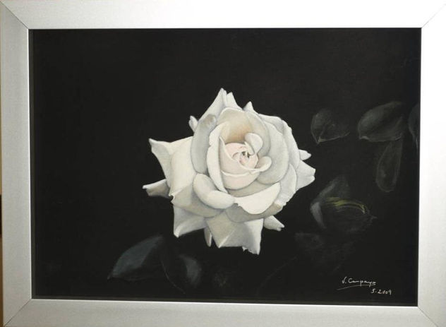 Rosa l
