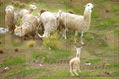 Alpacas en Ayaviri