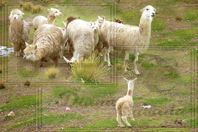 Alpacas en Ayaviri 