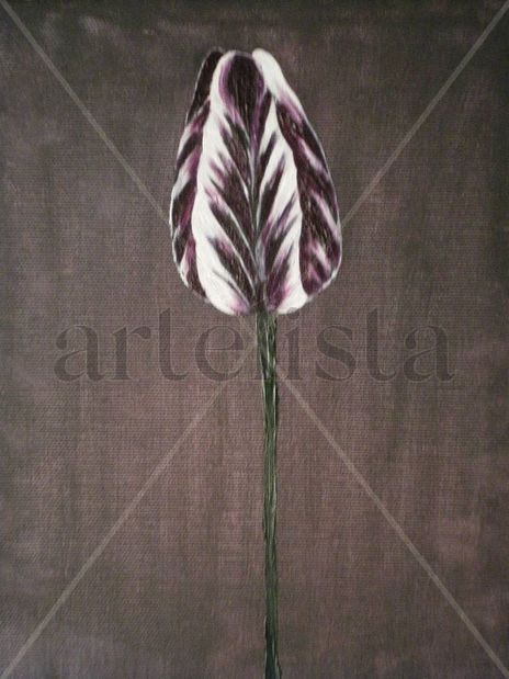 Tulipan