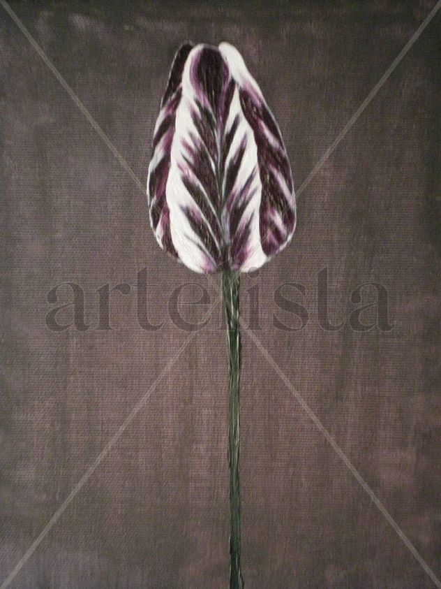 Tulipan